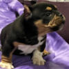 3 Month old Black tri American Bully Look for new home