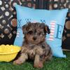 Sapphire Stunning Merle Toy Yorkie-poo