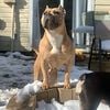 Rehoming Female American Bully Blue Fawn