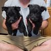 AKC Scottish Terrier puppies