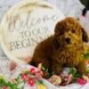 Mini Goldendoodle Puppy for Sale