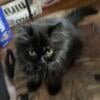 Black Chocolate Persian Male Kitten Gorgeous!!