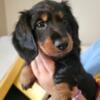 Dashund puppies ready for homes