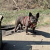 female French bulldog