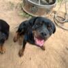 Rehoming Rottweilers 10 months old