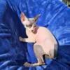 Male sphynx kitten available