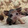 Sphynx kittens