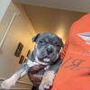 Bully puppies for sale