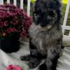 Gorgeous Beautiful Female Blue Merle Goldendoodle Puppy