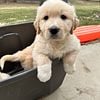 Golden Pyrenees pups!