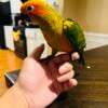 Sun Conure Baby For sale