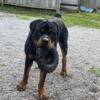 18 month German Rottweiler needs to be rehomed