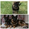 AKC German Shepherd Puppies