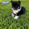 Tiny Pomeranian Puppies Looking for Loving Homes