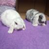 In home raised friendly mini lop bunnies
