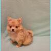 Pomerania-Timmy- Male