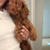 Mini poodles