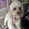 Mini Male Cavapoo almost 2 yrs old needs forever home