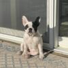 French bulldog female puppy