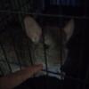 1 year old male chinchilla for rehoming