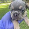 French Bulldog Puppies
