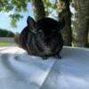 Pedigree Ebony Chinchilla