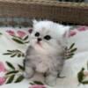 Purebred Silver Persian Doll-face Persians 