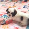 Shih Tzu male 10 weeks