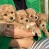 Bichon Poodle Puppies