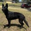 German shepherd Looking for stud