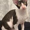 Rare Cornish Rex Kittens – Affectionate, Playful & Absolutely Stunning