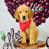 AKC GORGEOUS GOLDEN RETRIEVER PUPPIES!!!! WOW!! $0 down - $49 month