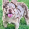 Fluffy French bulldogs AKC