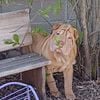 For sale Miniature Sharpei Purebred puppies