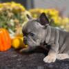 Healthy And Charming French Bulldog Puppies Available For Sale