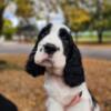 Well-bred purebred english springer spaniels