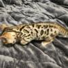 Bengal kittens available