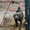 ICCF Registered cane Corso pups