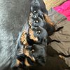 Rottweiler puppies