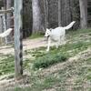 Free (fixed) female white German Shepherd