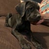 ICCF registered cane corso puppies