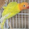 Opline Fisher Lovebird