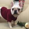 Female French Bulldog