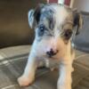 Miniature Schnauzer Puppies White/Blue Merle