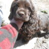 AKC brown male cocker spaniel