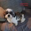 Male shihtzu looking for a new fur mama