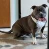 Adult Female Bully Looking for Home