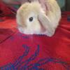 Pedigreed  and proven  holland lop  doe