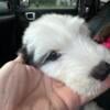 OES puppies, old English sheepdog ready to home! Puppy