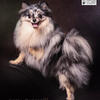 CKC Male Merle Pomeranian